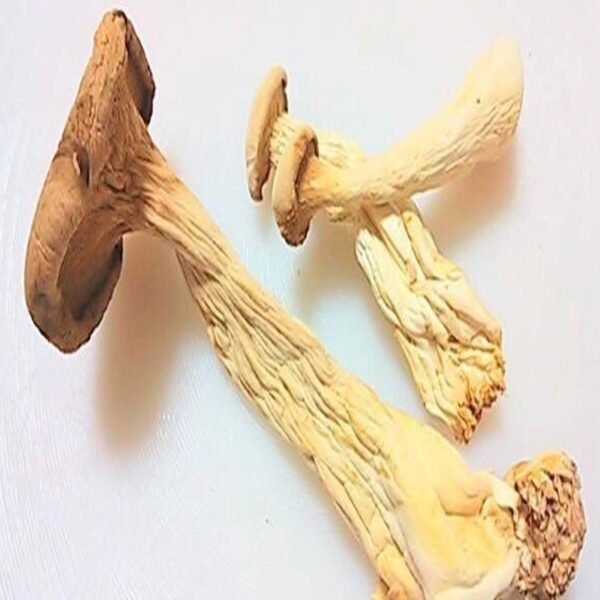 Bulk Dried King Oyster Mushrooms