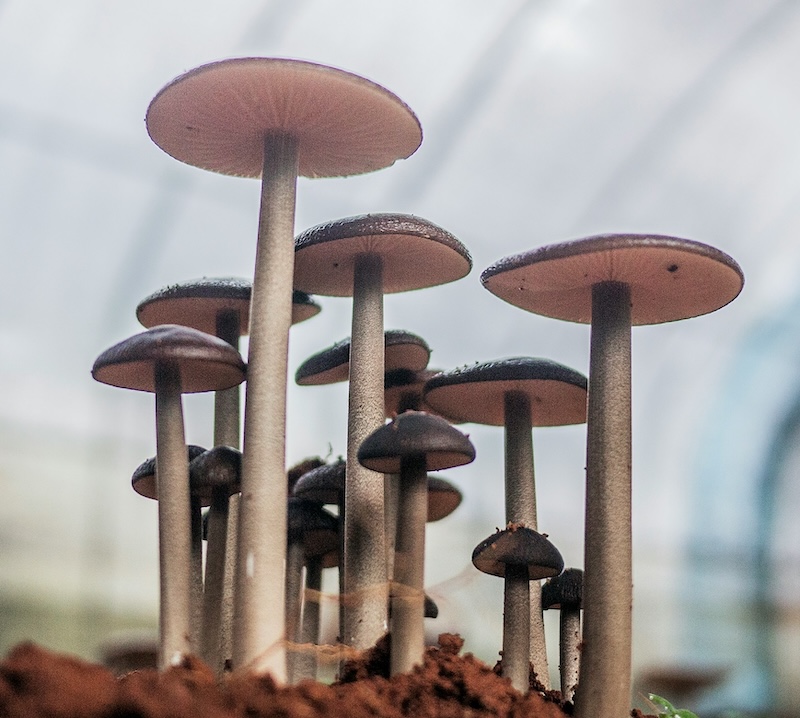 Mushrooms Growing In A Greenhouse