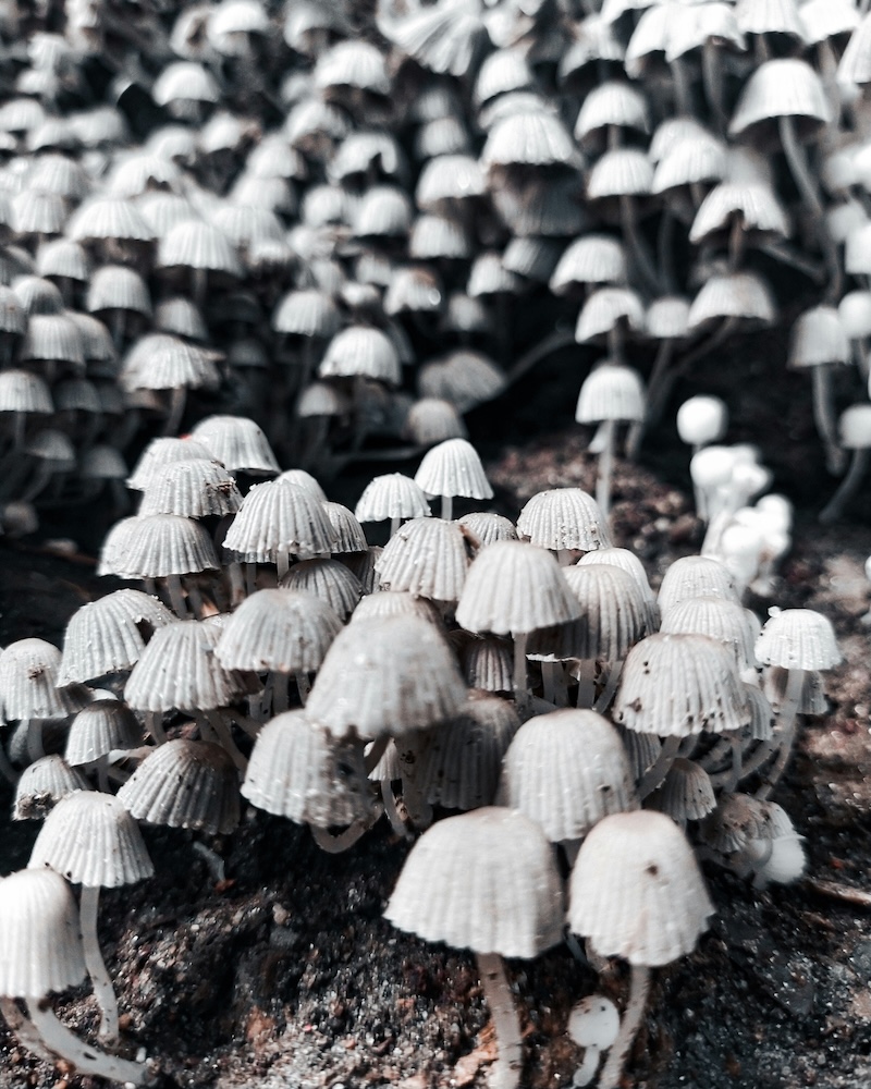 Fairy Incaps Being Grown