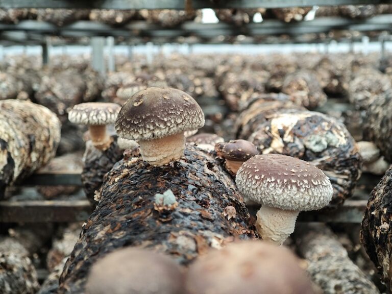 Mushroom Industrial On Logs.